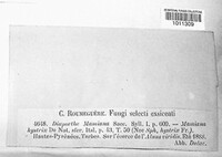 Diaporthe mamiania image
